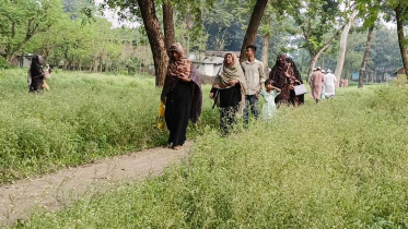 হিলি রেলস্টেশনজুড়ে বিষাক্ত পার্থেনিয়াম, স্বাস্থ্যঝুঁকিতে যাত্রী ও স্থানীয়রা