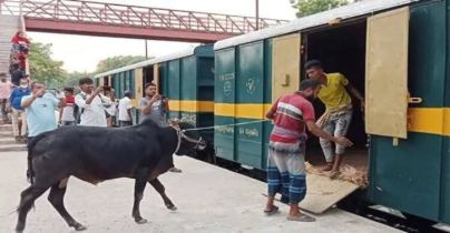 ক্যাটল ট্রেনে জামালপুর থেকে ঢাকায় আসছে ১২০০ গরু